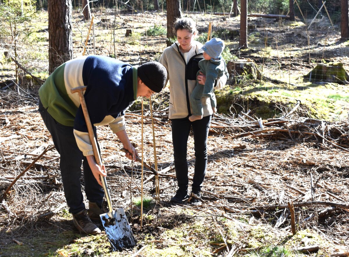 Esskastanien sollen gedeihen, wie die Kinder