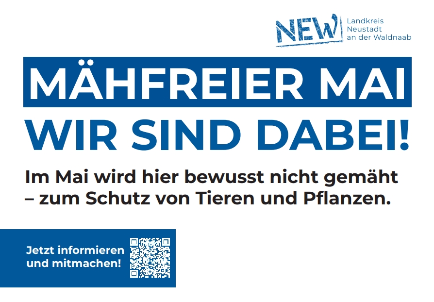 Mähfreier Mai bringt mehr Artenvielfalt in Neustadt