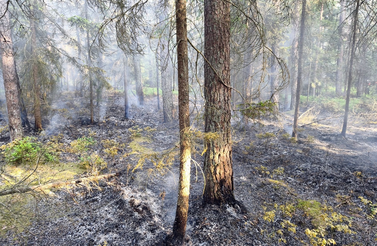Waldbrand vernichtet 2500 qm