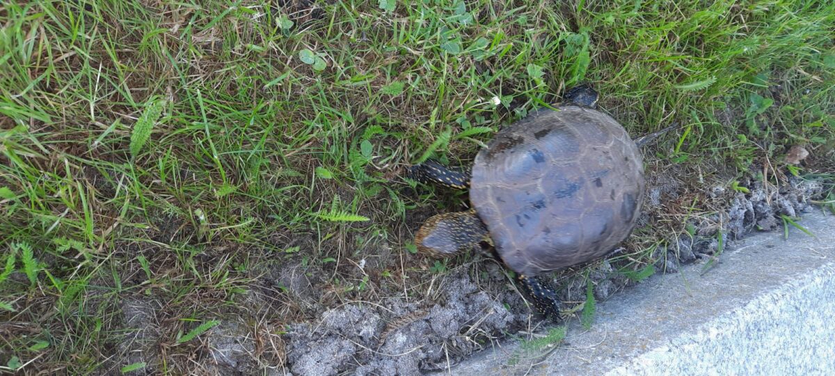 Gepanzerter Ausreißer in Eschenbach gefunden