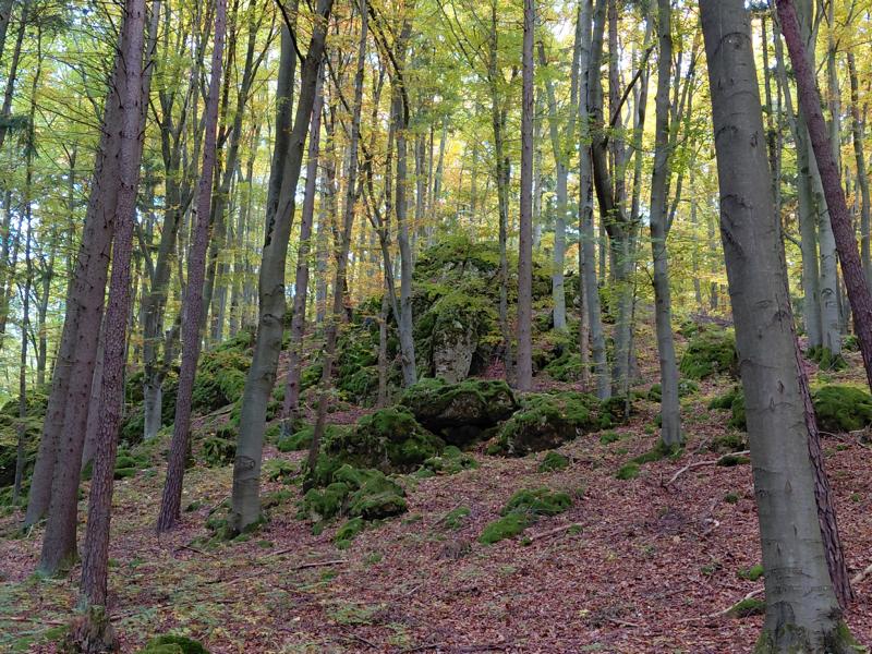 Mit dem Ranger unterwegs: Frühlingswanderung zum Scharfenberg