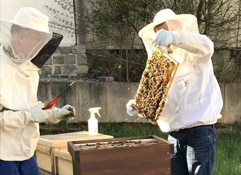 Stadtwerke retten Bienenschwarm und fördern Artenvielfalt in Amberg