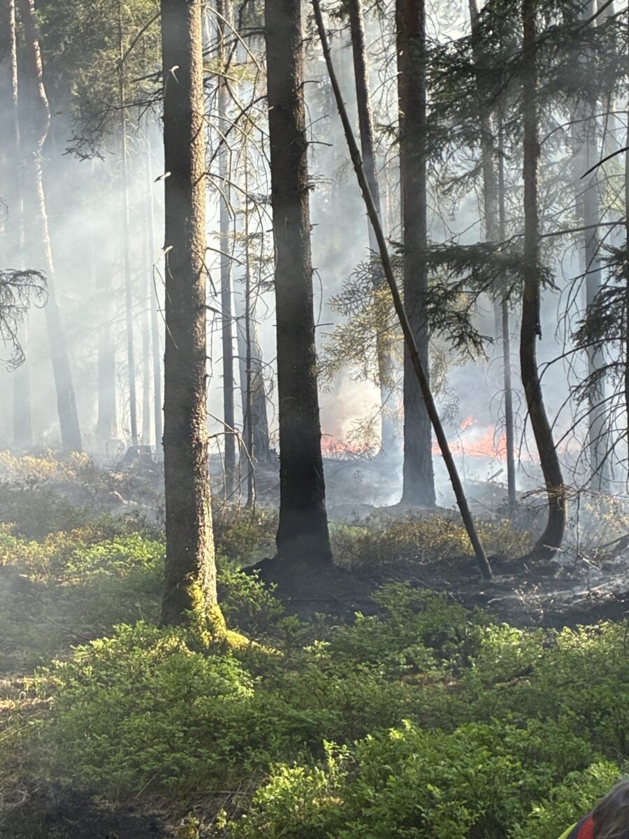 Waldbrand bei Bodenwöhr zerstört 800 Quadratmeter Wald