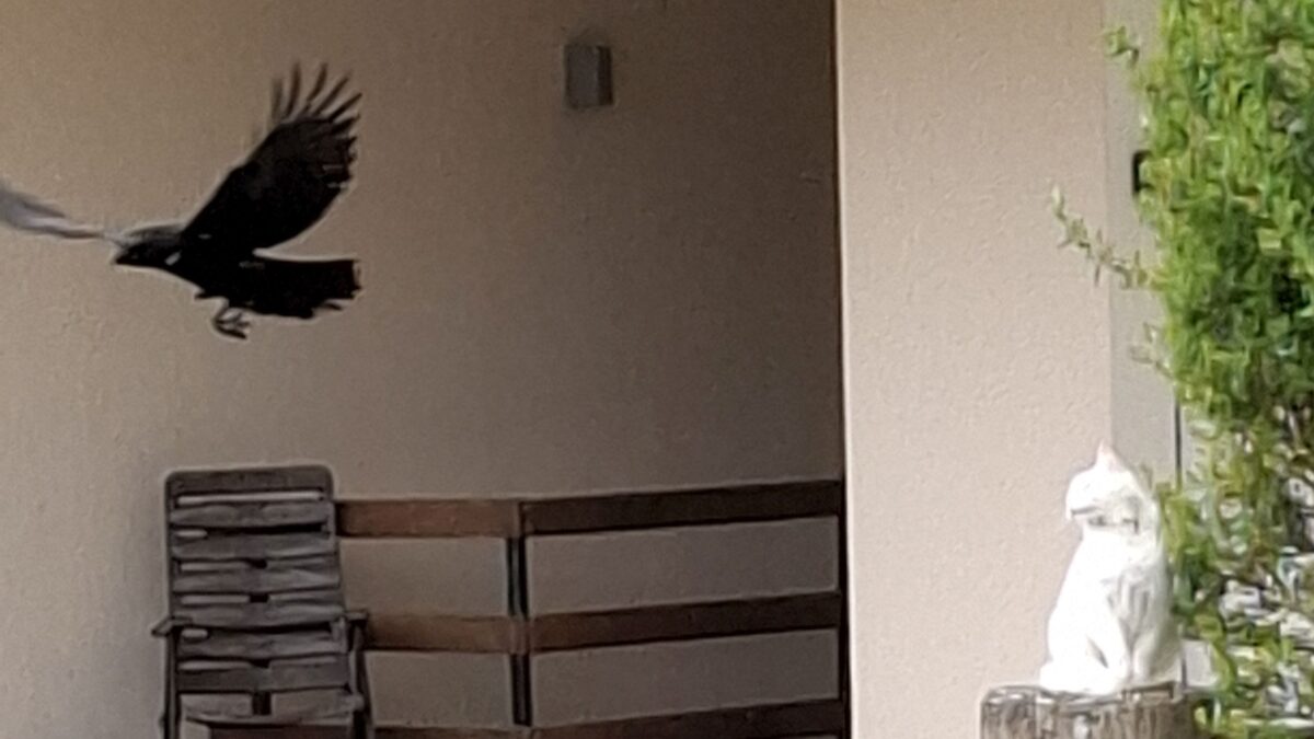 Hartnäckige Katze liefert sich fauchend ein Duell mit empörter Krähe