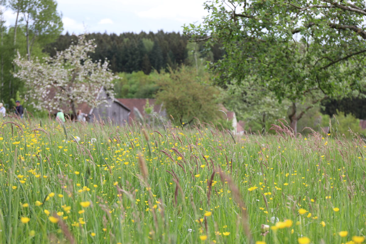 "Aktionstag Wiese, Wald und Wildnis" im Freilandmuseum Oberpfalz