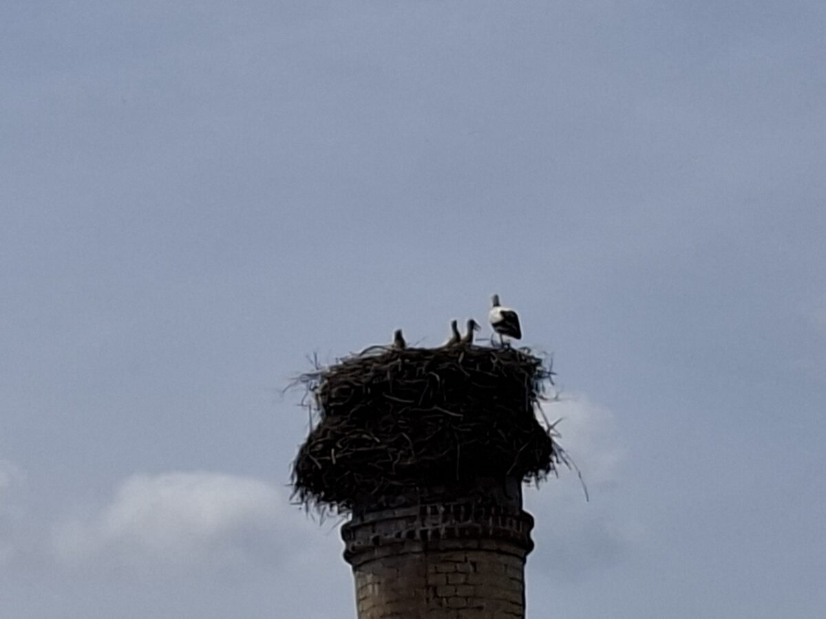 Storchenhorst am Kommunbrauhaus verbindet Natur und Kultur in Eslarn