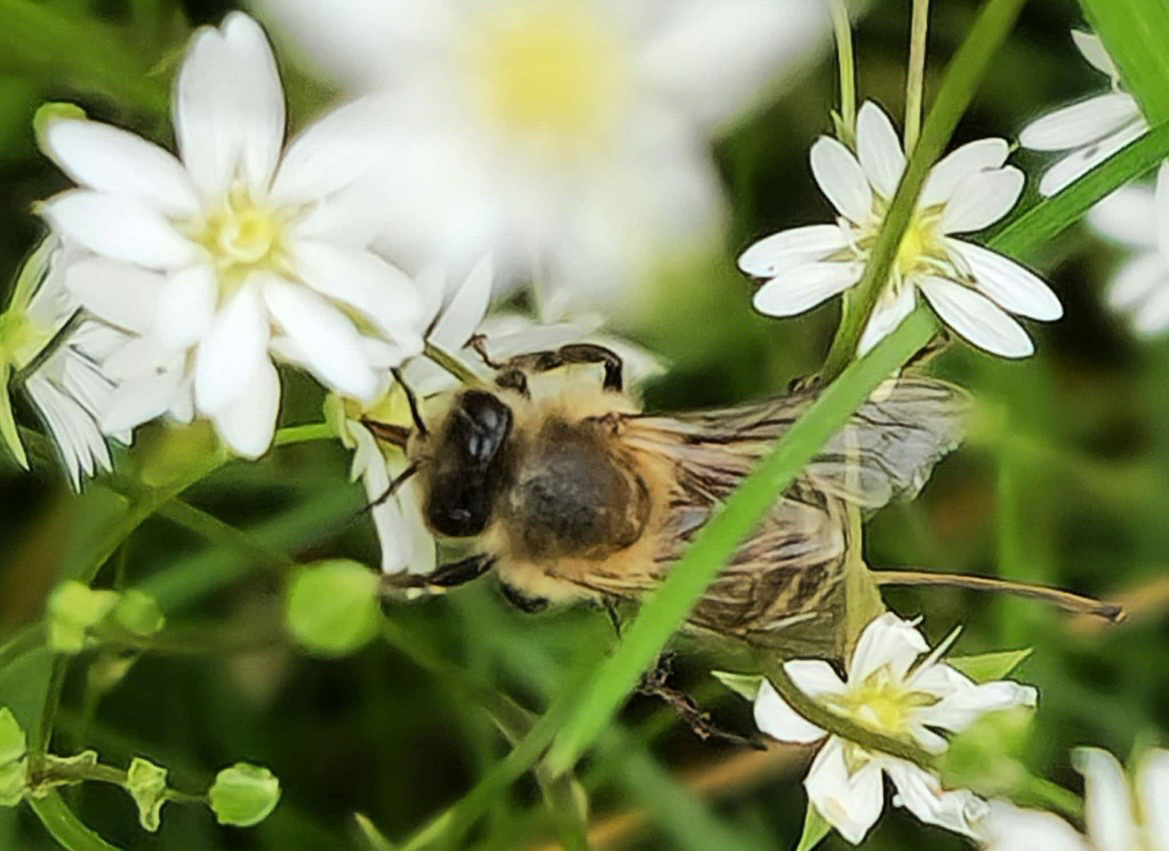 Birgits Vogel-Insekten-Honiggarten öffnet wieder