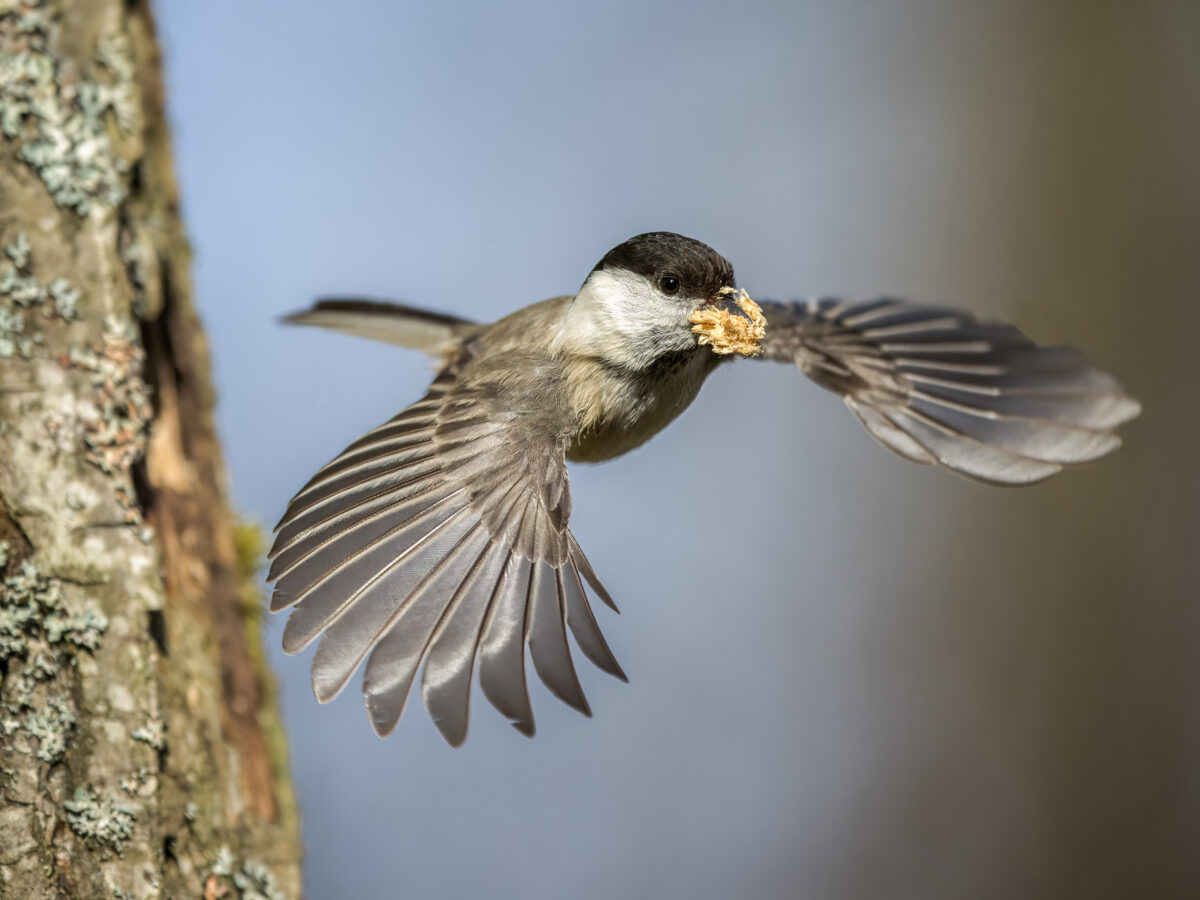 Fotoausstellung "Hier wird's wild" in Trabitz
