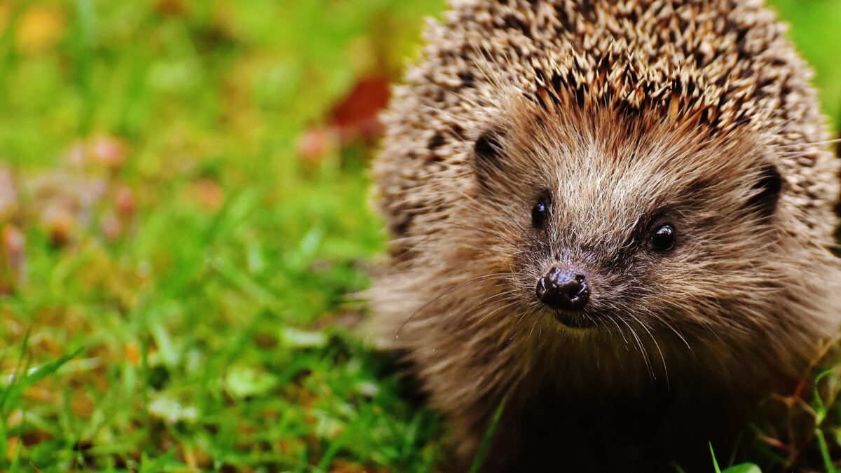 NEW Perspektiven: Igel schützen – Landkreis appelliert an Mähroboter-Besitzer