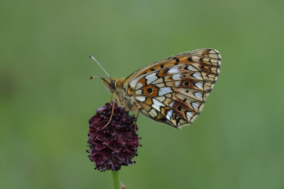 Naturschutzfachkartierung im Landkreis Tirschenreuth abgeschlossen
