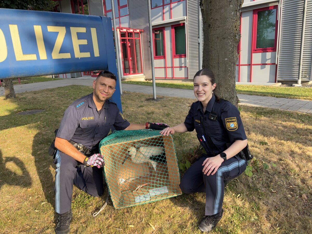 Polizei rettet flugunfähigen Storch in Pleystein