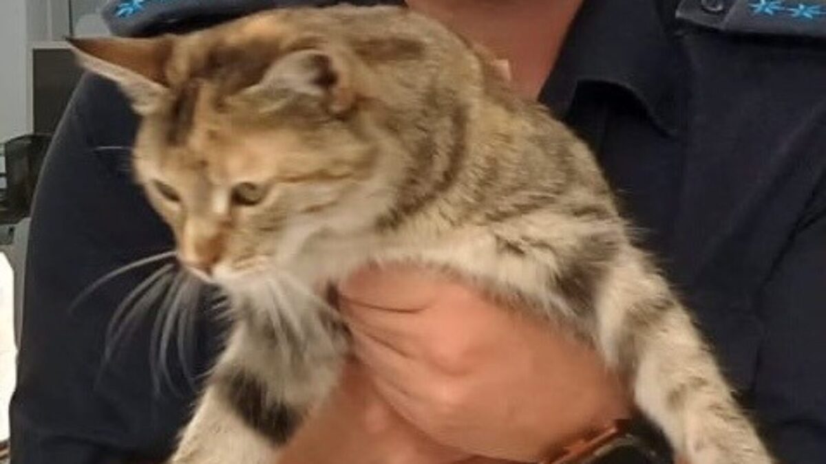 Katze in Nabburg gefunden und an Besitzerin zurückgegeben
