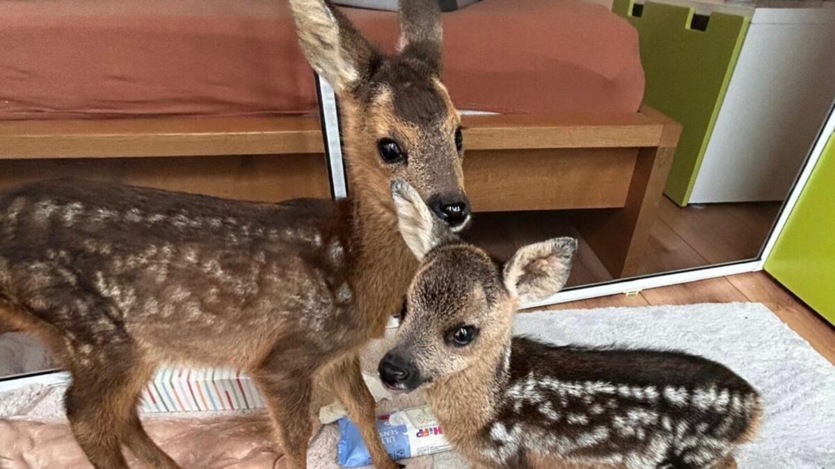 Naturpark Nördlicher Oberpfälzer Wald spendet 750 an die Rehkitzauffangstation und übernimmt Patenschaft für Rehkitz Konstantin