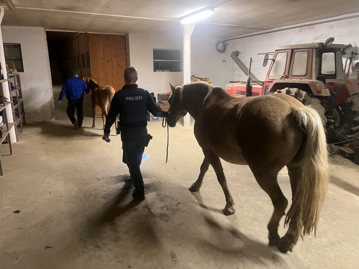Nächtlicher Ausflug: Polizei fängt Haflinger und Fohlen ein