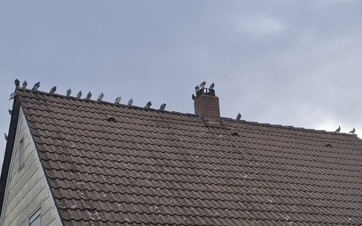Geheimtreffen der Tauben über Eslarn endet im Rundflug
