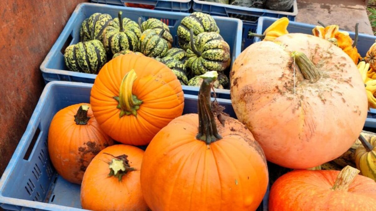 Kürbisernte am Beutnerhof: bunte Vielfalt für Küche, Dekoration und Halloween – Vorfreude aufs Hoffest