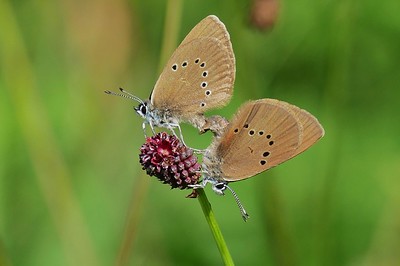 LBV lädt zu einem Treffen mit Baum, Schmetterling und Vogel des Jahres