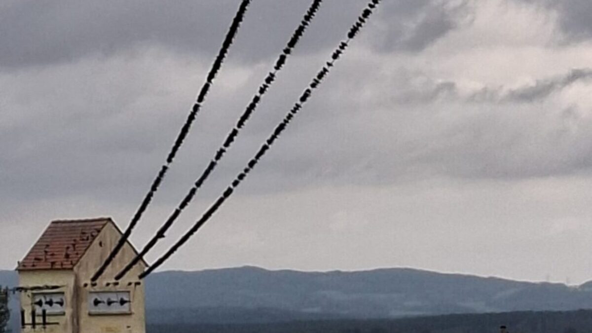 Wenn sich der Himmel schwarz färbt – Stare sammeln sich für den Wegzug