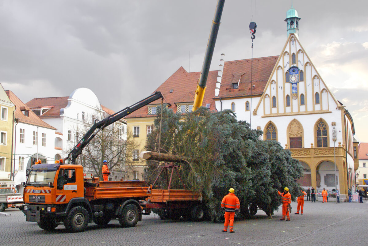 Weihnachtsbäume für Marktplatz und Malteserplatz in Amberg gesucht