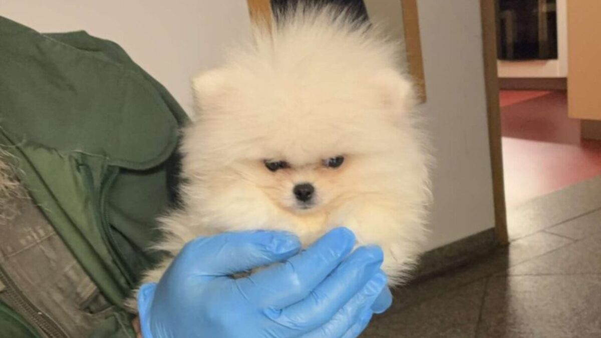 Hundewelpen ohne gültige Papiere aufgefunden