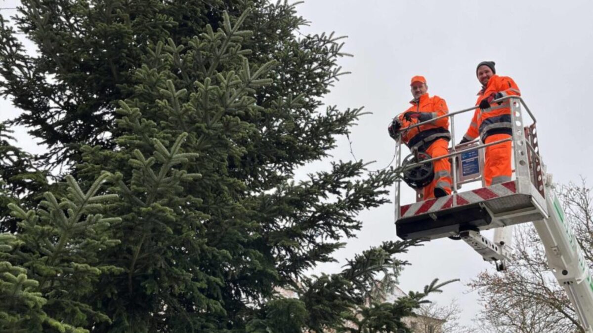 Zwei Christbäume gesucht im Landkreis Amberg-Sulzbach
