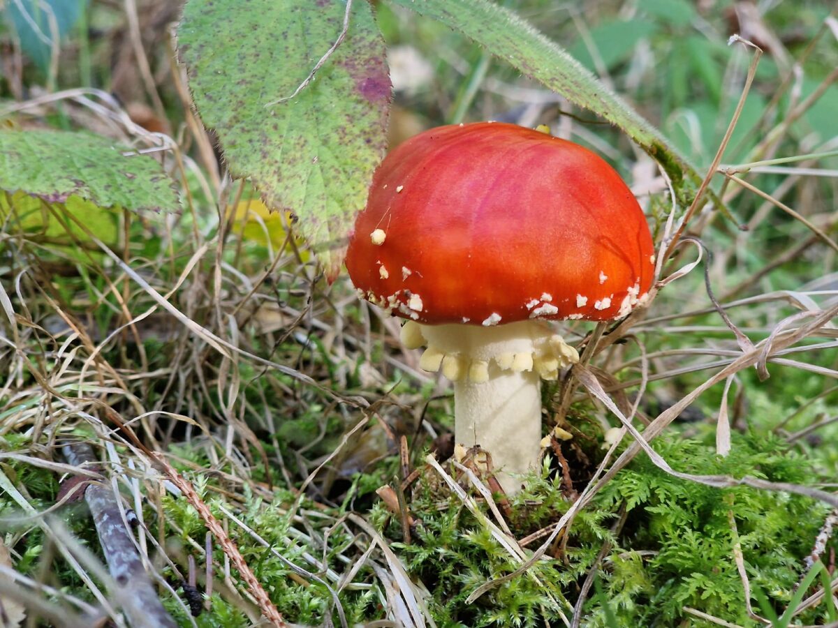 Pilzwanderung der Naturfreunde begeistert Groß und Klein in Weiden
