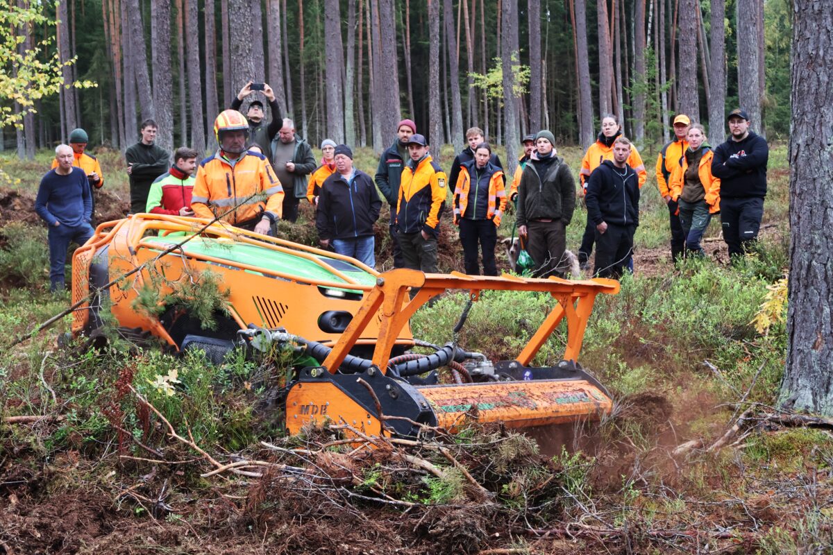 Zukunftssicherer Waldumbau: Wie bodenschonende Bearbeitung Kiefernwälder stabil macht