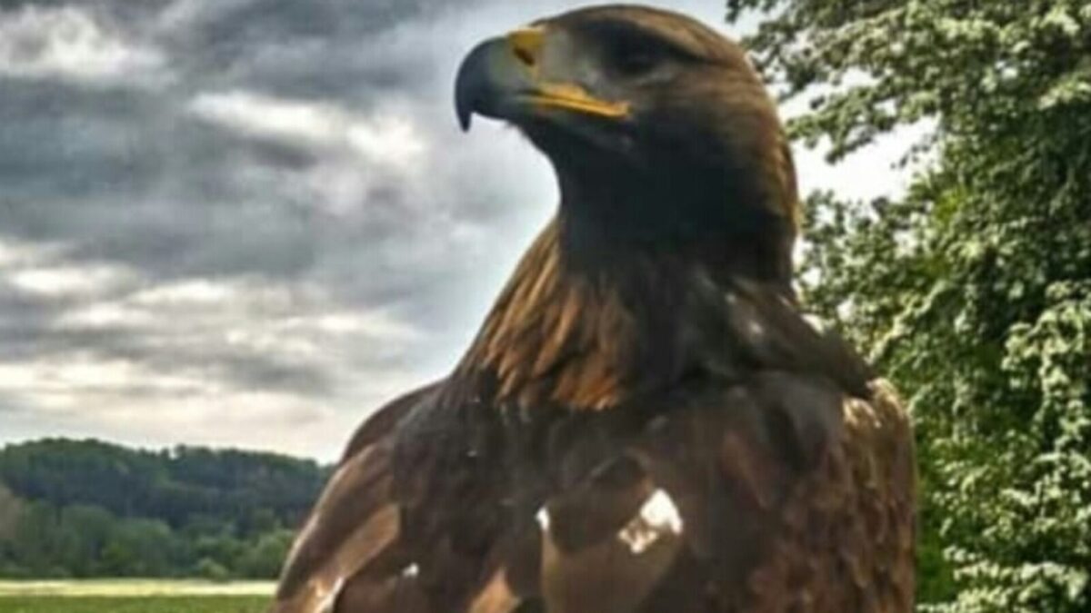 SPD-Senioren laden zur Tierauffangstation bei Hahnbach ein