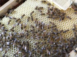 Monatstreffen im Bienenheim in Weiden zu Wachs und Insektenhotel