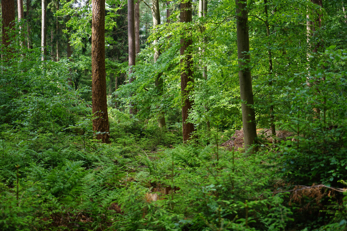 Wald-Basics-Spaziergang für Waldbesitzerinnen
