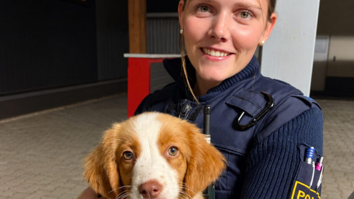 Gefundener Hundewelpe in Neunburg vorm Wald ins Tierheim gebracht