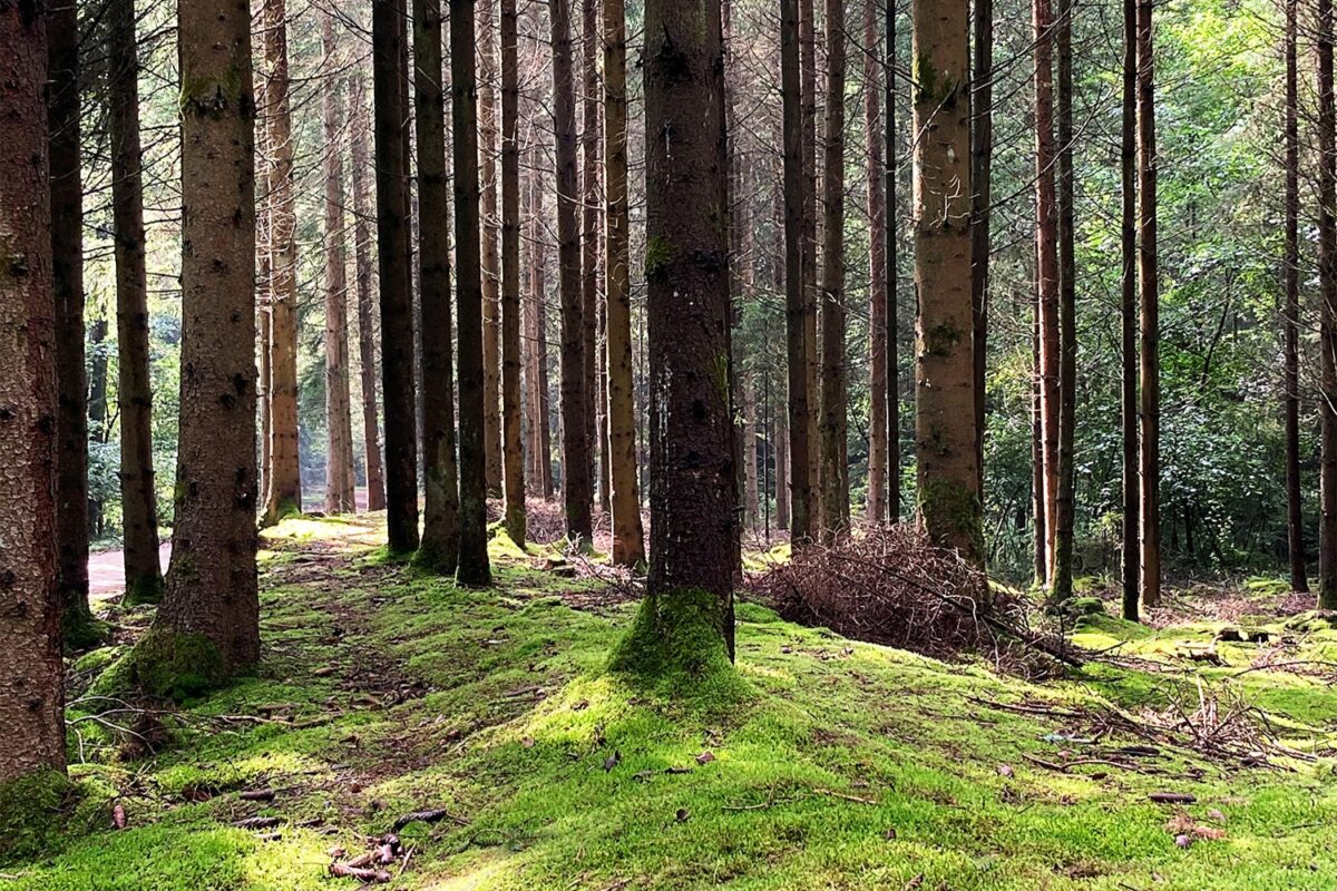 Waldbesitzer erhalten Online-Tipps für zukunftsfähigen Wald in Tirschenreuth