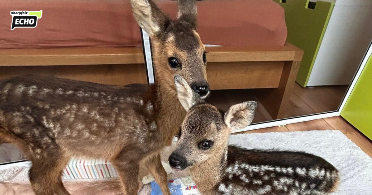 Northern Upper Palatinate Forest Nature Park donates 750 to the fawn ...