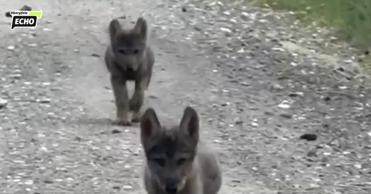 Three dead wolves in one week: Series of accidents around the Manteler ...